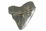 Posterior Megalodon Tooth - South Carolina #130822-2